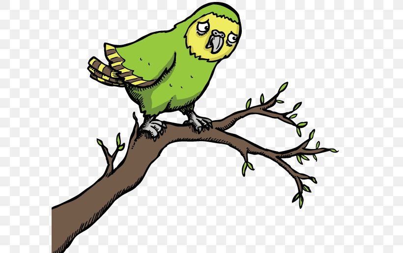 Parrot Bird Kakapo Macaw Clip Art, PNG, 610x516px, Parrot, Adaptation, Beak, Bird, Branch Download Free