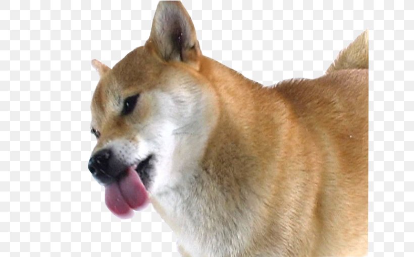 Shiba Inu Puppy Pug Screen Cleaner Desktop Wallpaper, PNG, 640x510px, Shiba Inu, Akita, Akita Inu, Android, Canaan Dog Download Free