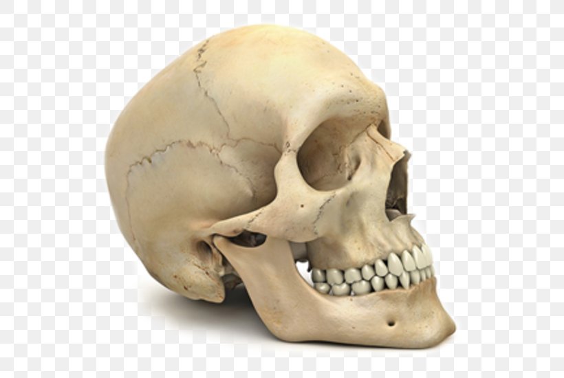 Skull Human Skeleton Human Body Human Anatomy, PNG, 550x550px, Skull, Anatomy, Body, Bone, Face Download Free