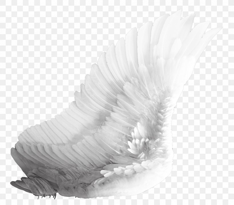 Bird Wing, PNG, 2022x1777px, Wing, Angel Wing, Beak, Bird, Black And White Download Free