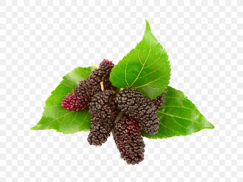 Blackberry Red Mulberry Black Mulberry Euclidean Vector, PNG, 1000x750px, Black Mulberry, Amora, Auglis, Berry, Blackberry Download Free