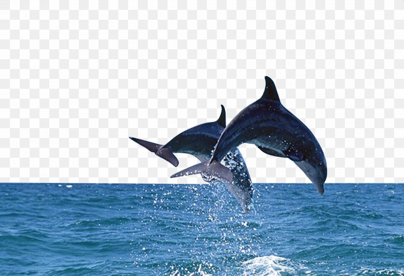 Bottlenose Dolphin Sea Wallpaper, PNG, 5031x3437px, 4k Resolution, Bottlenose Dolphin, Cetacea, Common Bottlenose Dolphin, Display Resolution Download Free