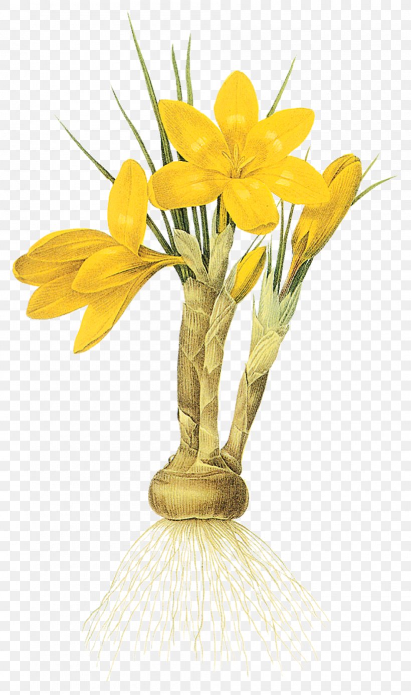 Narcissus Tazetta Floral Design Flower, PNG, 945x1600px, Narcissus, Crocus Flavus, Cut Flowers, Daffodil, Floral Design Download Free