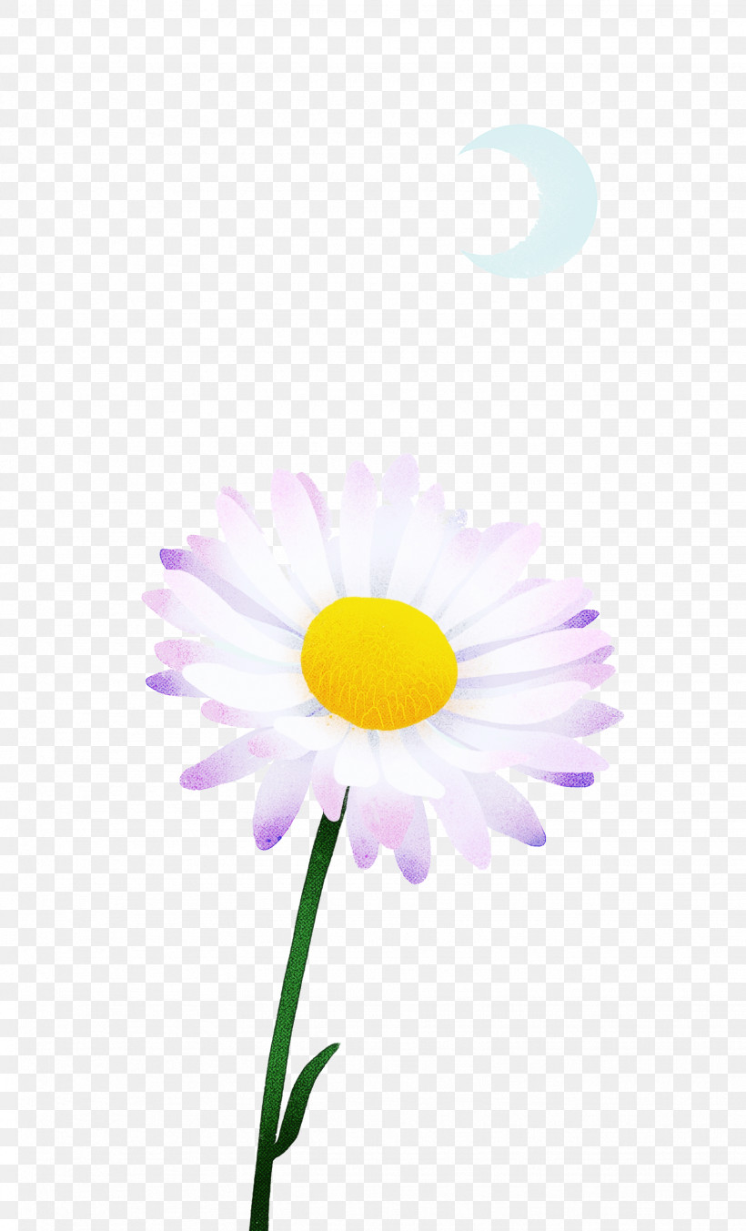 Oxeye Daisy Petal Close-up Computer M, PNG, 1536x2536px, Oxeye Daisy, Biology, Closeup, Computer, M Download Free