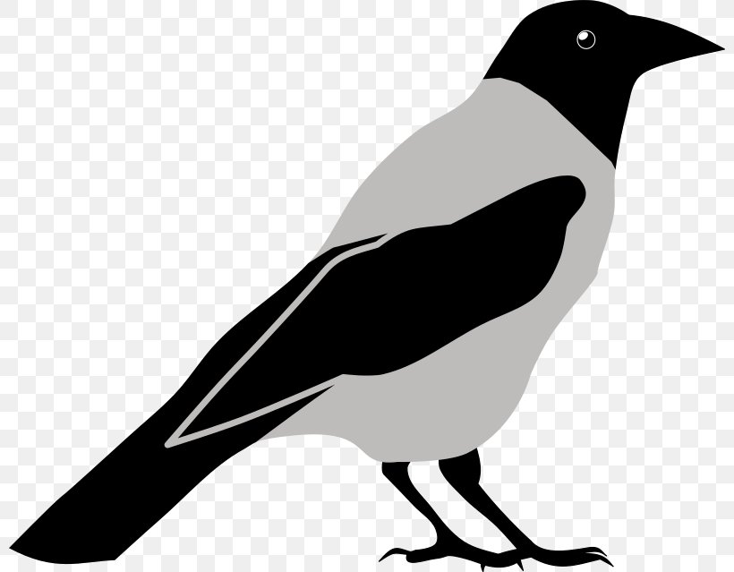 Crow Raven Clip Art, PNG, 800x639px, Crow, Beak, Bird, Black And White, Common Raven Download Free
