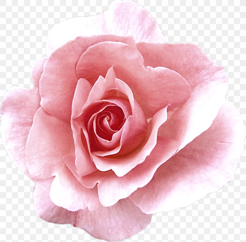 Garden Roses Cabbage Rose China Rose Damask Rose Floribunda, PNG, 1200x1180px, Garden Roses, Cabbage Rose, Camellia, China Rose, Cut Flowers Download Free