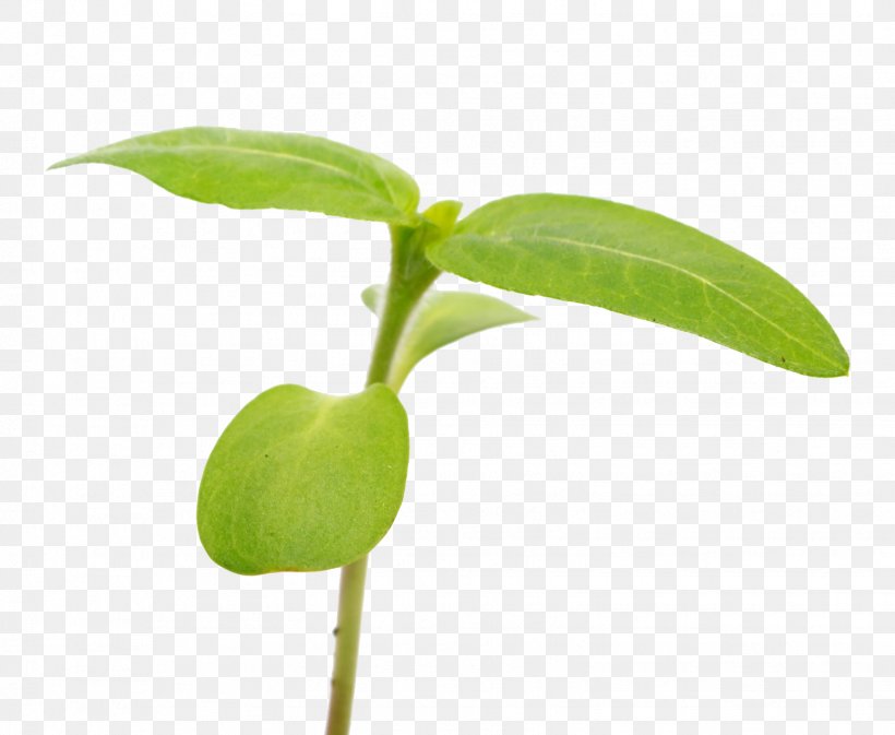 Houseplant Pozhet Aloe Vera Plant Cell, PNG, 1547x1271px, Plant, Aloe Vera, Dahlia, Houseplant, Leaf Download Free