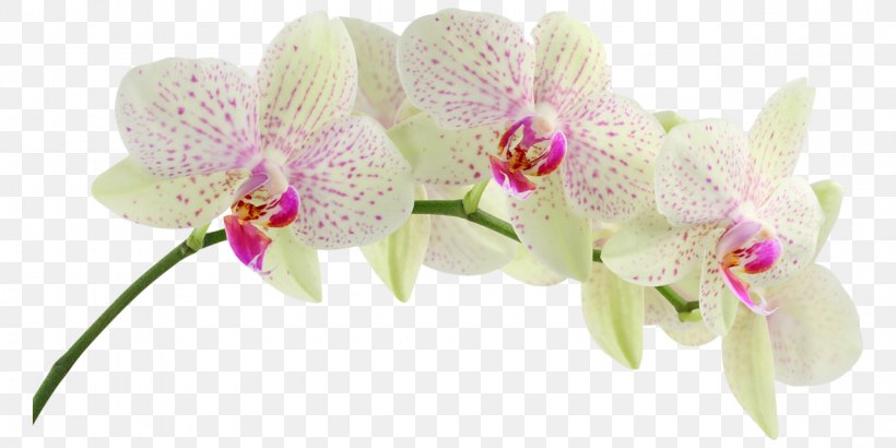Orchids Desktop Wallpaper Flower Mobile Phones, PNG, 1280x640px, Orchids, Cut Flowers, Dahlia, Display Resolution, Floral Design Download Free