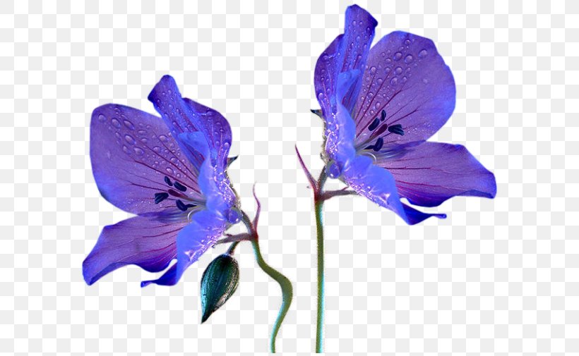 Rabbit Blue Flower Plant Stem Violet, PNG, 600x505px, Rabbit, Alstroemeriaceae, Animal, Bellflower Family, Blue Download Free