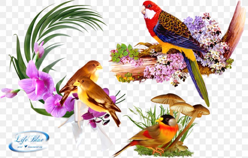 Bird Parrot Clip Art, PNG, 1023x656px, Bird, Beak, Fauna, Flora, Floral Design Download Free