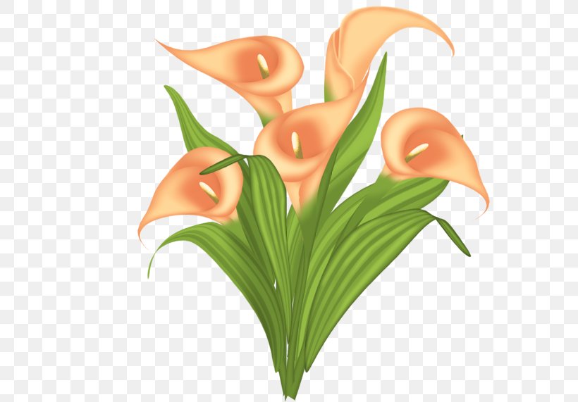 Flower Arum-lily Clip Art, PNG, 571x571px, Flower, Amaryllis Belladonna, Arumlily, Bank Of America, Bog Arum Download Free