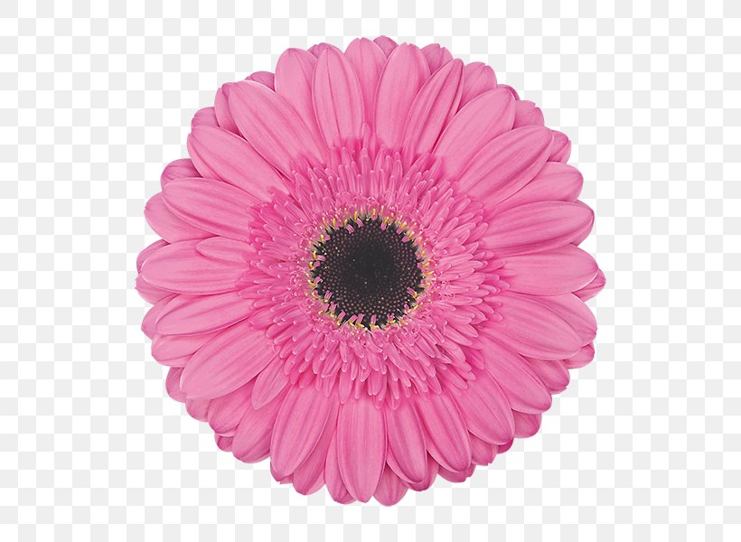 Transvaal Daisy Cut Flowers Floristry Petal, PNG, 600x600px, Transvaal Daisy, Cut Flowers, Daisy Family, Floristry, Flower Download Free