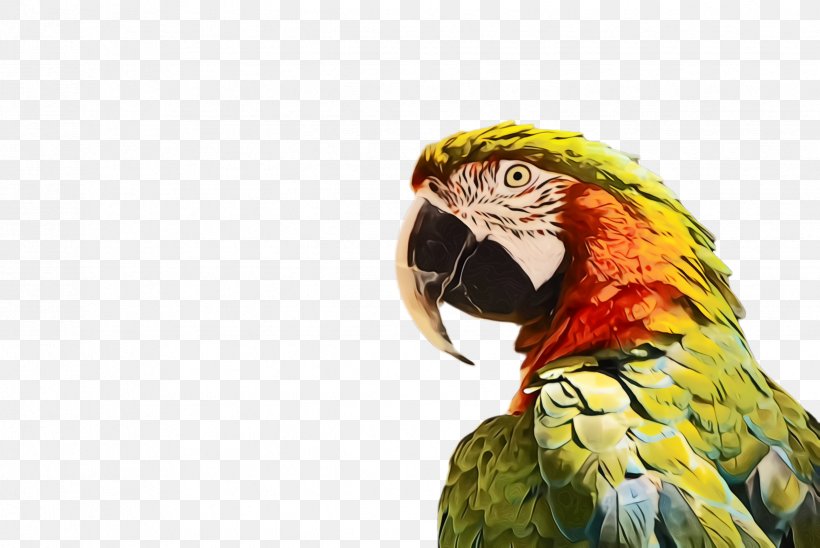 Bird Parrot Beak Macaw Parakeet, PNG, 2448x1636px, Watercolor, Adaptation, Beak, Bird, Budgie Download Free