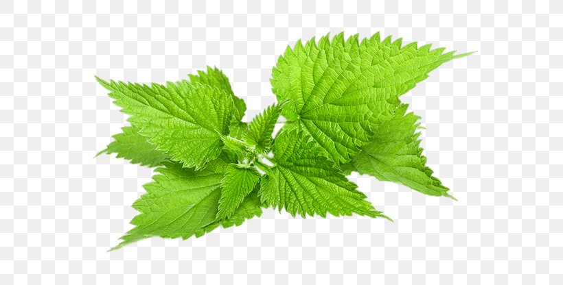 Common Nettle Stock Photography Plant Herb, PNG, 625x416px, Common Nettle, Can Stock Photo, Depositphotos, Dioecy, Herb Download Free