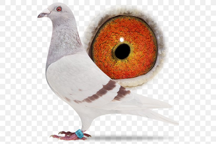 Racing Homer Columbidae Homing Pigeon Bird Beak, PNG, 556x549px, Racing Homer, Animal, Beak, Bird, Columbidae Download Free