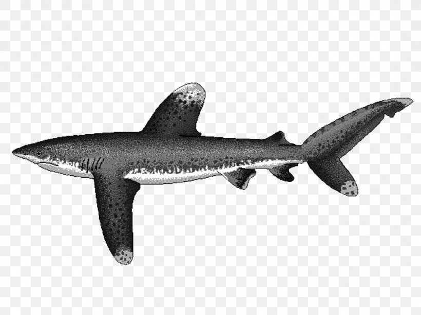 Squaliform Sharks Oceanic Whitetip Shark Carcharhinus Amblyrhynchos Silvertip Shark Longfin Mako Shark, PNG, 1088x816px, Squaliform Sharks, Carcharhinus, Carcharhinus Amblyrhynchos, Cartilaginous Fish, Fauna Download Free