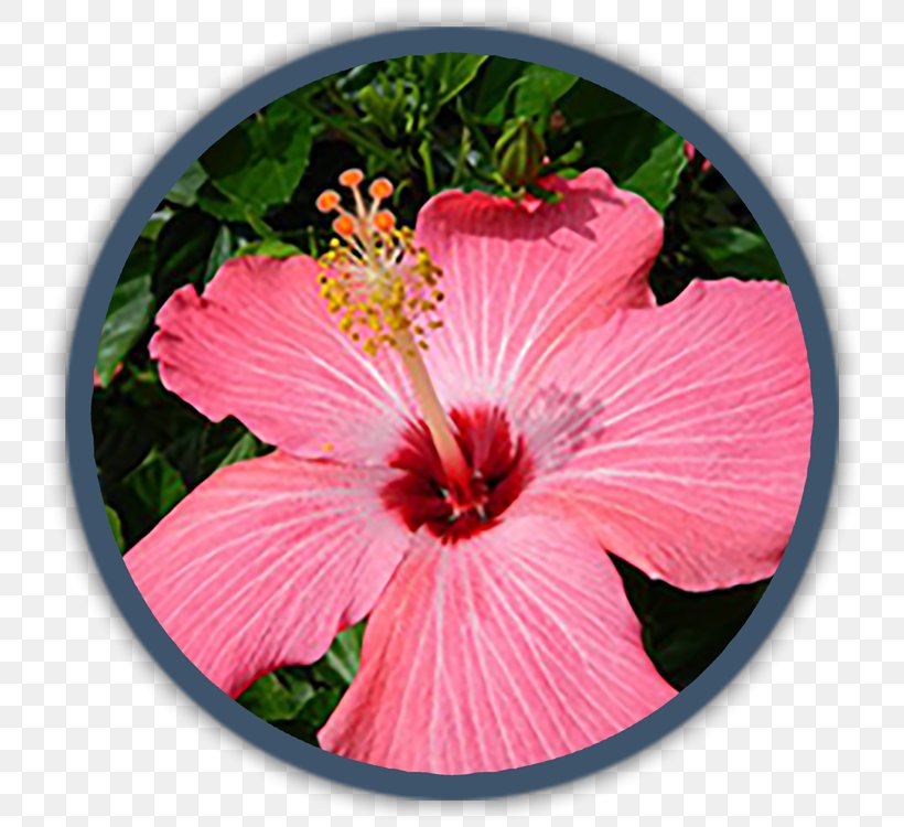 Tropical Climate Tropics Tropical Garden Flower, PNG, 750x750px, Tropical Climate, Annual Plant, Chinese Hibiscus, Climate, Flower Download Free