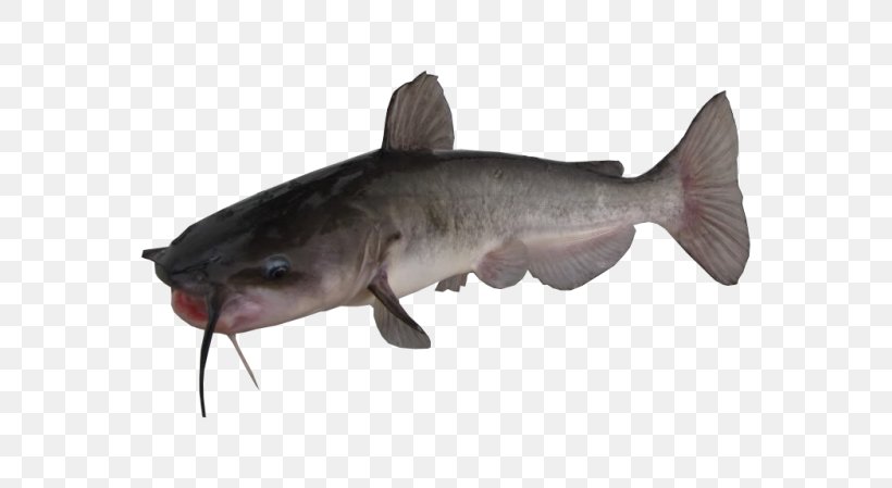 Channel Catfish Yellow Bullhead Brown Bullhead White Bullhead, PNG, 800x449px, Catfish, Black Bullhead, Blue Catfish, Bony Fish, Brown Bullhead Download Free