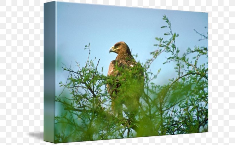 Ecosystem Fauna Beak, PNG, 650x506px, Ecosystem, Beak, Bird, Branch, Fauna Download Free