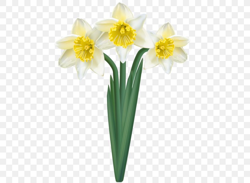 Flowers Background, PNG, 477x600px, Daffodil, Amaryllis Family, Cut Flowers, Floristry, Flower Download Free