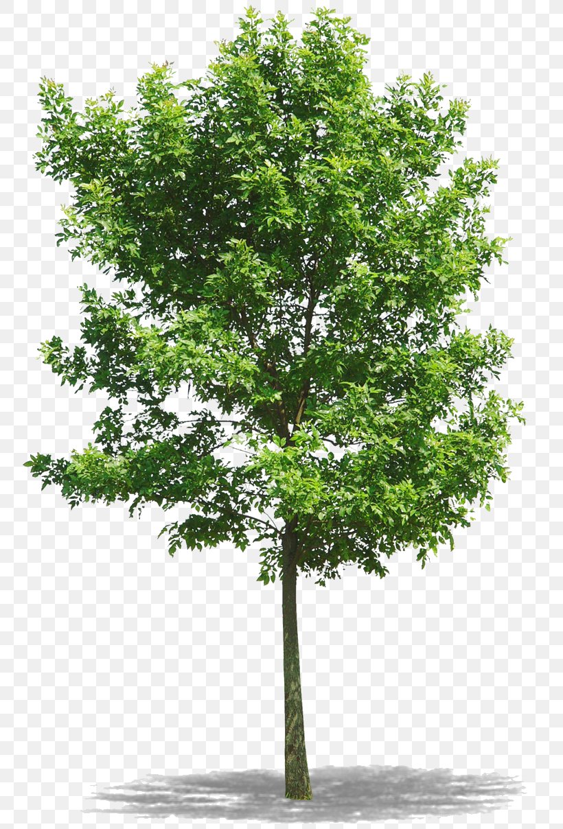 Tree Northern Red Oak, PNG, 777x1208px, Tree, Branch, Clipping Path
