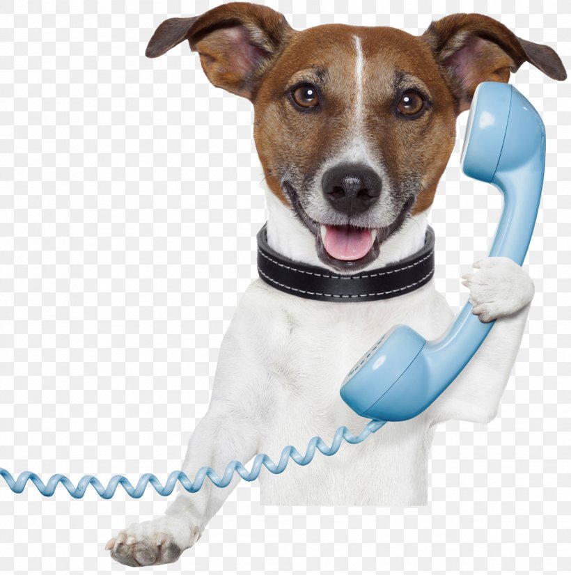 Dog Pet Sitting Telephone Stock Photography Mobile Phones, PNG, 1779x1793px, Dog, Collar, Companion Dog, Dog Breed, Dog Clothes Download Free