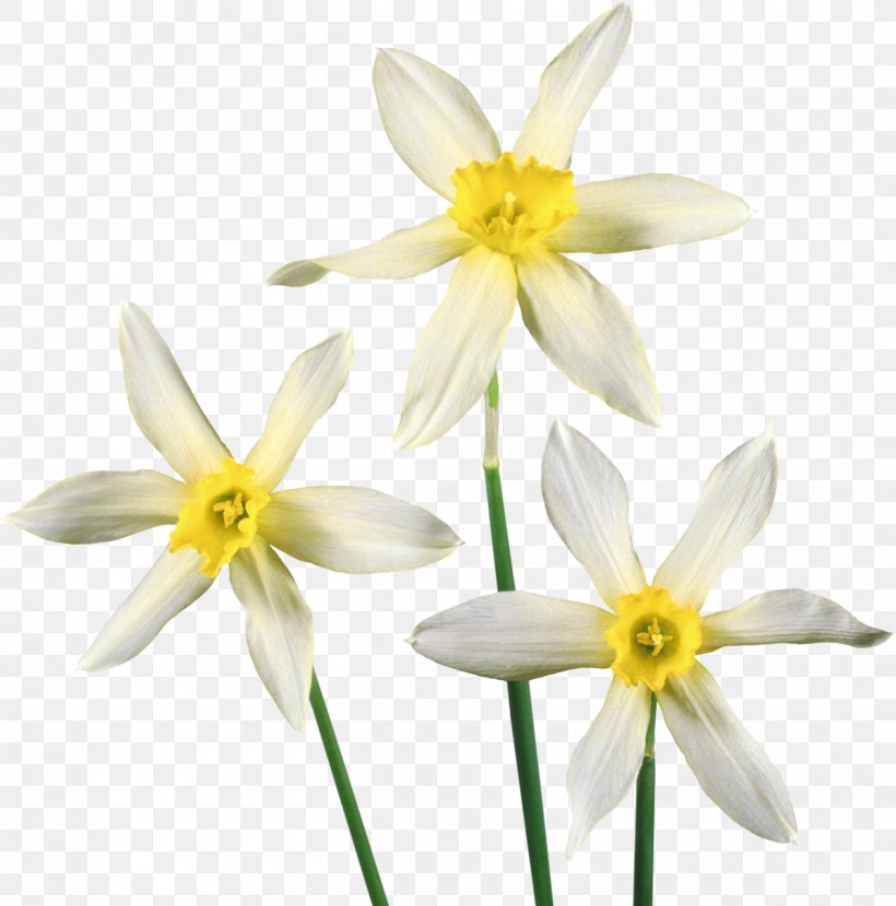 Flower Daffodil Clip Art, PNG, 1264x1280px, Flower, Amaryllis Family, Blog, Blossom, Cut Flowers Download Free