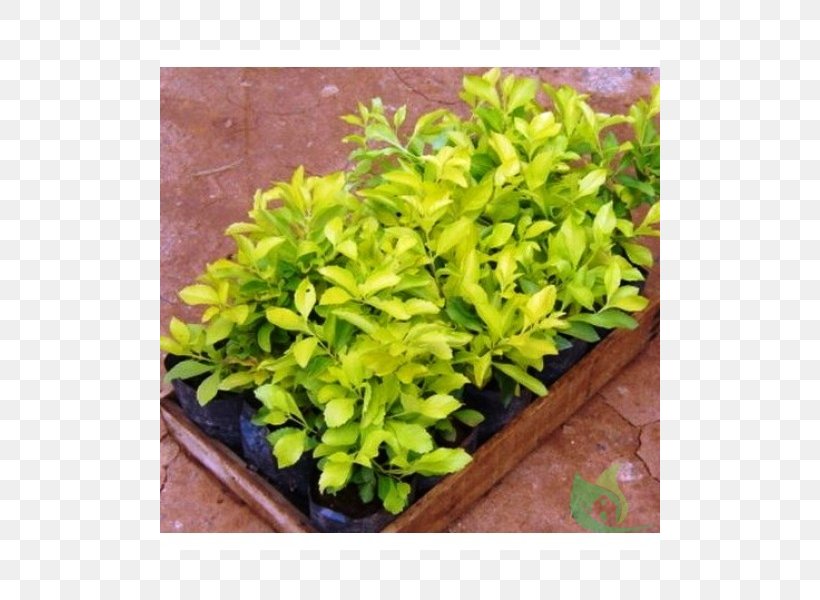 Shrub Golden Dewdrop Perennial Plant Root, PNG, 600x600px, Shrub, Burknar, Evergreen, Garden, Germination Download Free