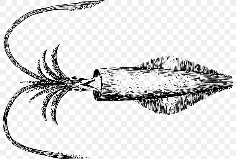 Giant Squid Line Art Octopus, PNG, 800x552px, Squid, Animal, Art, Artwork, Black And White Download Free