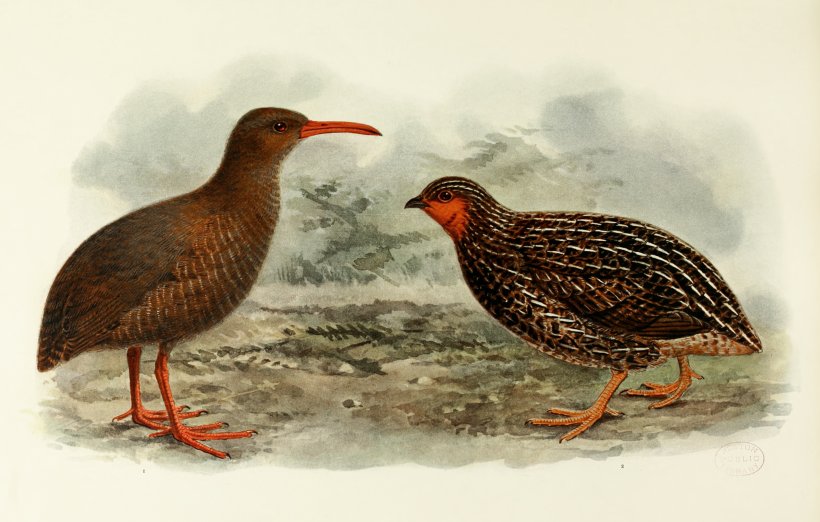 Mangere Island Chatham Rail Bird Dieffenbach's Rail Chatham Islands, PNG, 3432x2188px, Mangere Island, Beak, Bird, Chatham Islands, Extinction Download Free