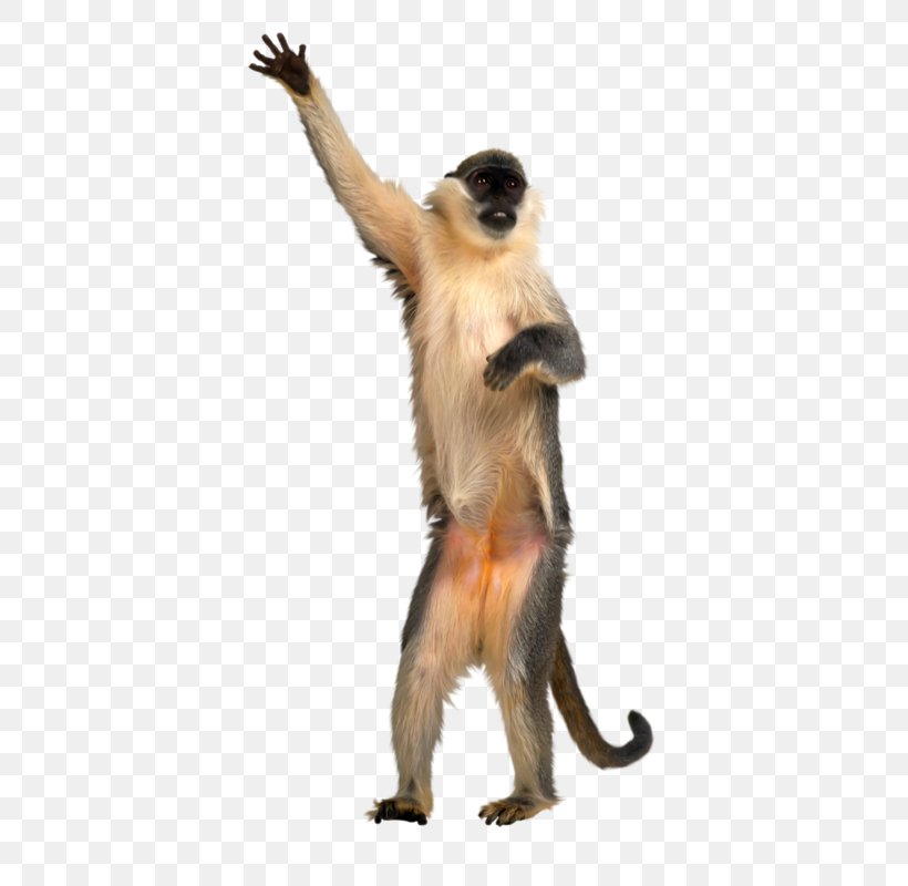 Monkey Clip Art, PNG, 495x800px, Monkey, Animation, Fauna, Giphy, Image File Formats Download Free