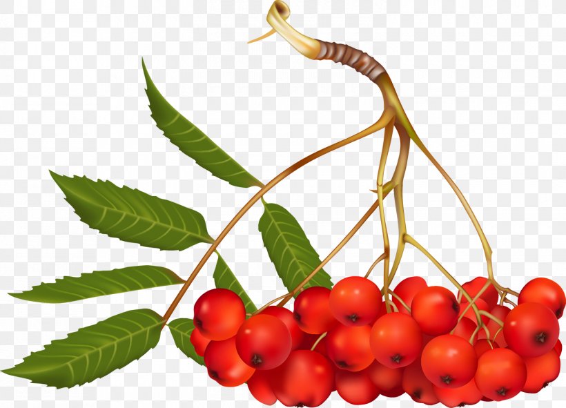 Mountain-ash Photography Clip Art, PNG, 1500x1082px, Mountainash, Auglis, Berry, Cherry, Chokeberry Download Free