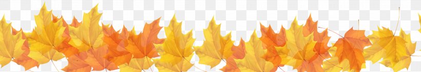 Autumn Maple Leaf, PNG, 3543x611px, Autumn, Commodity, Leaf, Maple, Maple Leaf Download Free