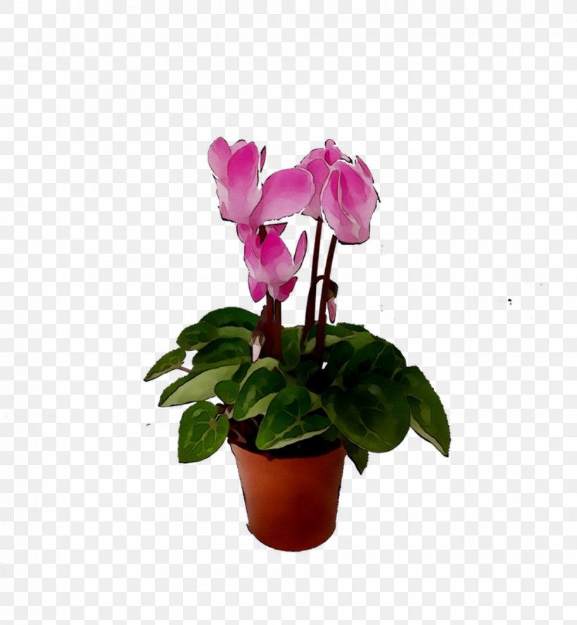 Cyclamen Moth Orchids Flowerpot Houseplant Cut Flowers, PNG, 990x1071px, Cyclamen, Annual Plant, Anthurium, Cut Flowers, Flower Download Free