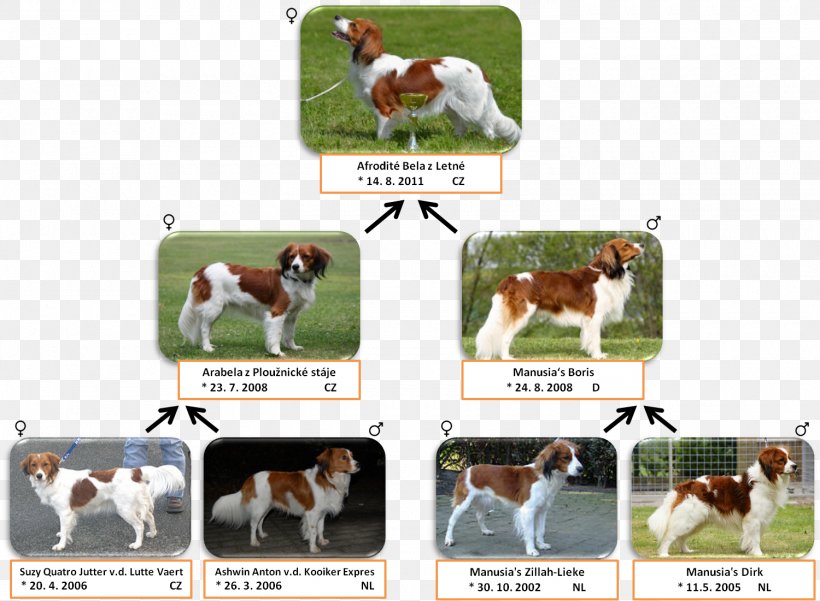 English Foxhound Dog Breed Sporting Group, PNG, 1500x1101px, English Foxhound, Animal, Animal Sports, Breed, Brittany Download Free