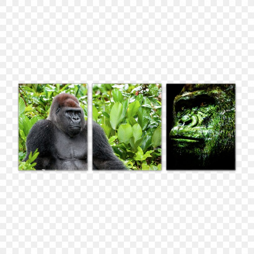 Gorilla Wildlife Terrestrial Animal Ape, PNG, 1024x1024px, Gorilla, Animal, Ape, Fauna, Grass Download Free