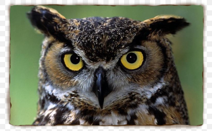 Great Horned Owl Indian Eagle-owl Eurasian Eagle-owl Bird, PNG, 791x507px, Great Horned Owl, Beak, Bird, Bird Of Prey, Eurasian Eagleowl Download Free