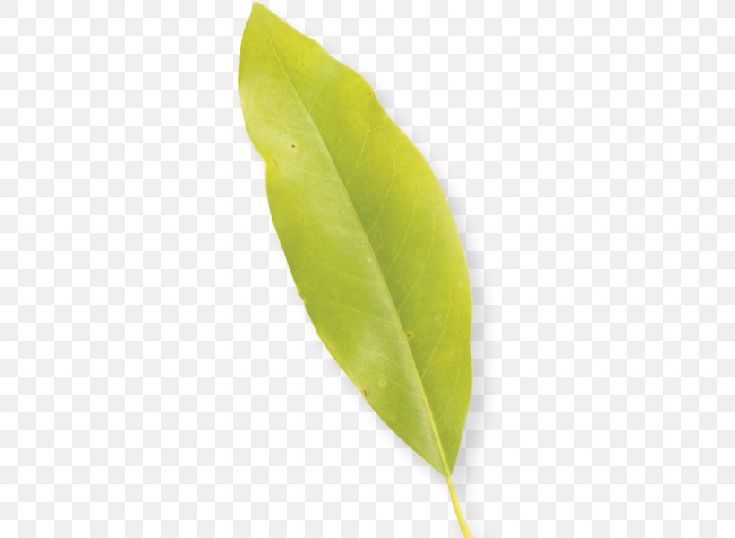 Leaf Plant Stem, PNG, 600x600px, Leaf, Plant, Plant Stem Download Free