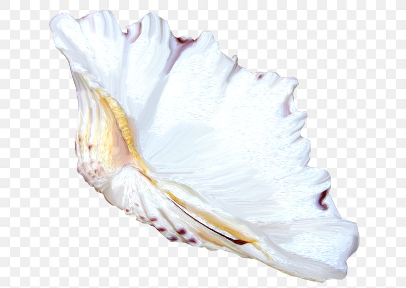 Seashell Shankha Mollusc Shell Clip Art, PNG, 650x583px, Seashell, Conch, Conchology, Drawing, Flower Download Free