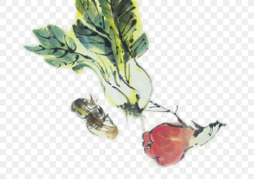 Cabbage Watercolor Painting Vegetable, PNG, 724x577px, Cabbage, Bok Choy, Brassica Oleracea, Cartoon, Chinese Cabbage Download Free