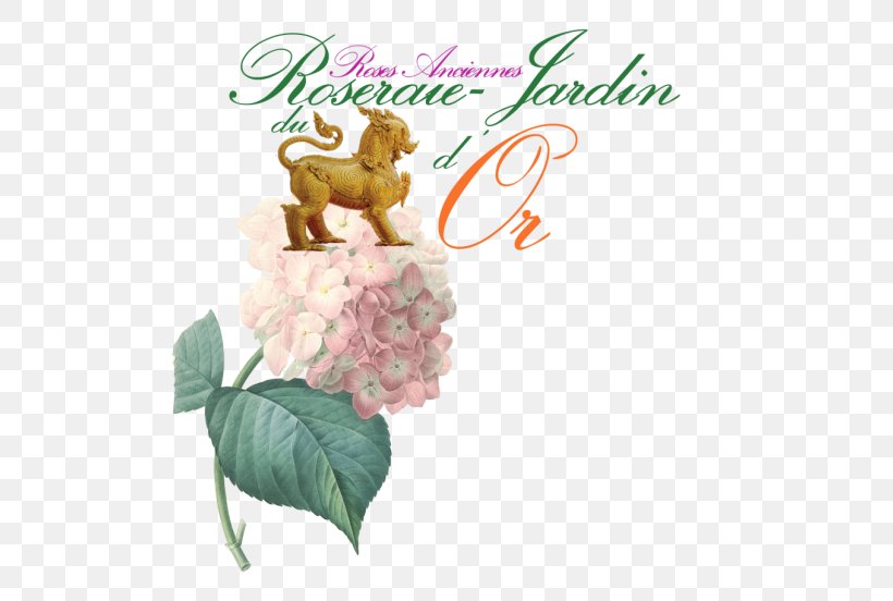 French Hydrangea Oakleaf Hydrangea Flower Clip Art, PNG, 520x552px, French Hydrangea, Art, Botanical Illustration, Cut Flowers, Decoupage Download Free
