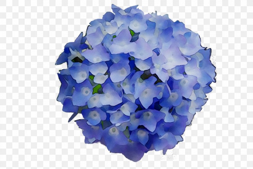 Hydrangeaceae Petal Cut Flowers, PNG, 1170x780px, Hydrangea, Blue, Cornales, Cut Flowers, Flower Download Free