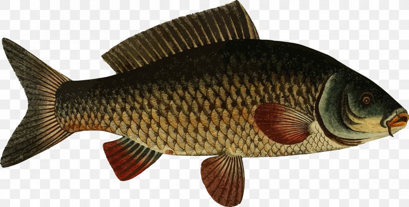 Koi Carp Fishing Goldfish, PNG, 2400x1220px, Koi, Animal Figure, Bass Fishing, Bony Fish, Carp Download Free