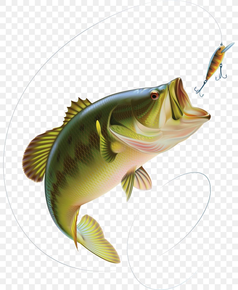 Largemouth Bass Clip Art Bass Fishing Vector Graphics Png X Px | The ...