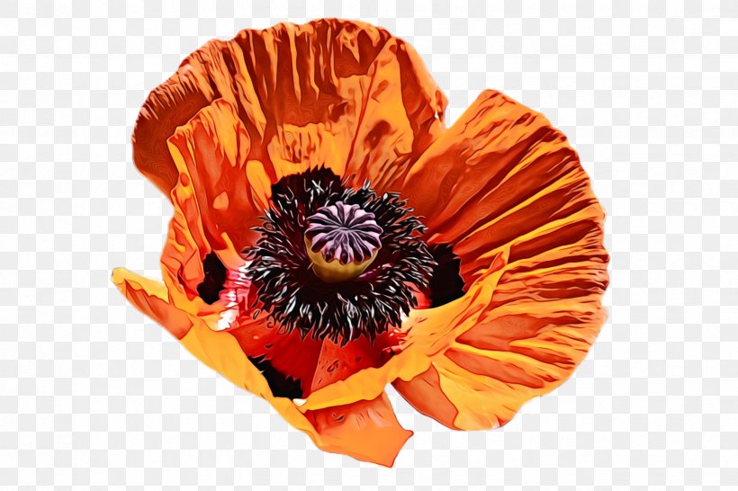 Orange, PNG, 2448x1632px, Watercolor, Corn Poppy, Flower, Flowering Plant, Orange Download Free