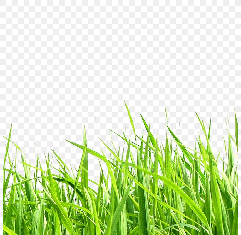 Adobe Illustrator Clip Art, PNG, 800x800px, Resource, Energy, Field, Grass, Grass Family Download Free