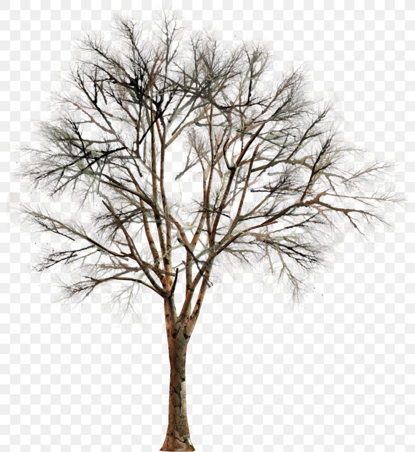 Clip Art Tree Conifers Garden, PNG, 800x894px, Tree, Article, Bahan, Branch, Conifers Download Free