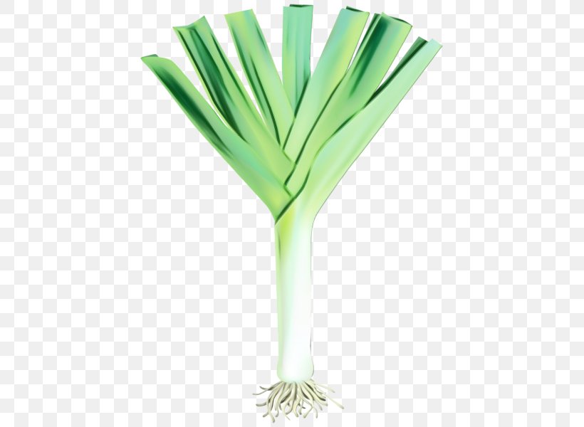 Leek Vegetable Green Plant Allium, PNG, 429x600px, Watercolor, Allium, Chives, Grass, Green Download Free