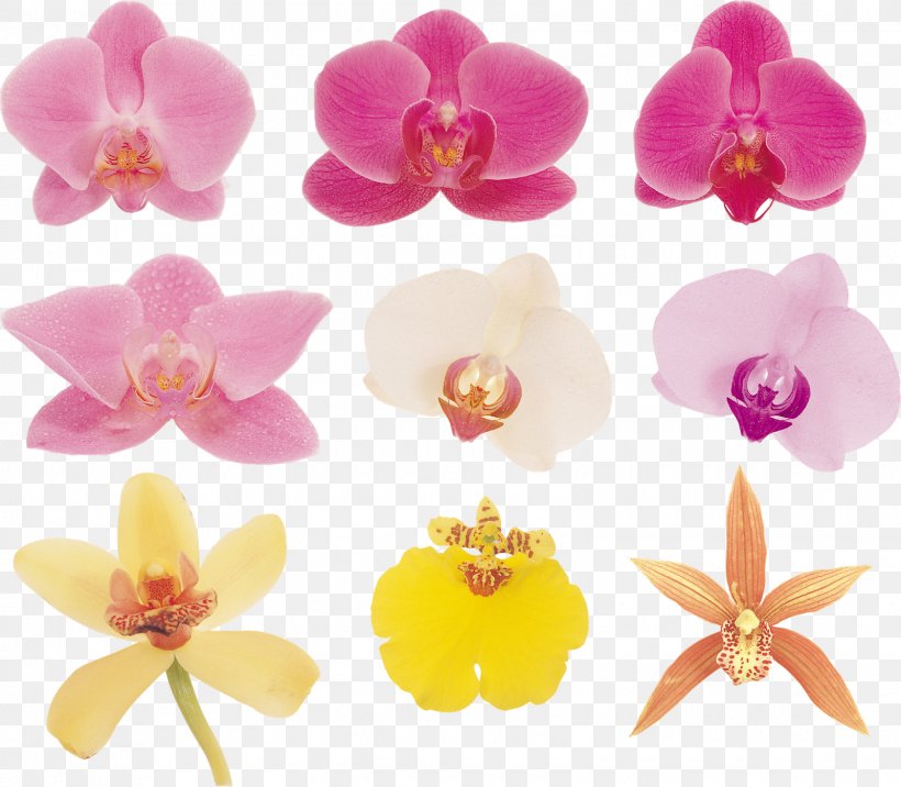 Moth Orchids Flower Plant Clip Art, PNG, 1600x1398px, Orchids, Depositfiles, Flower, Flowering Plant, Garden Roses Download Free