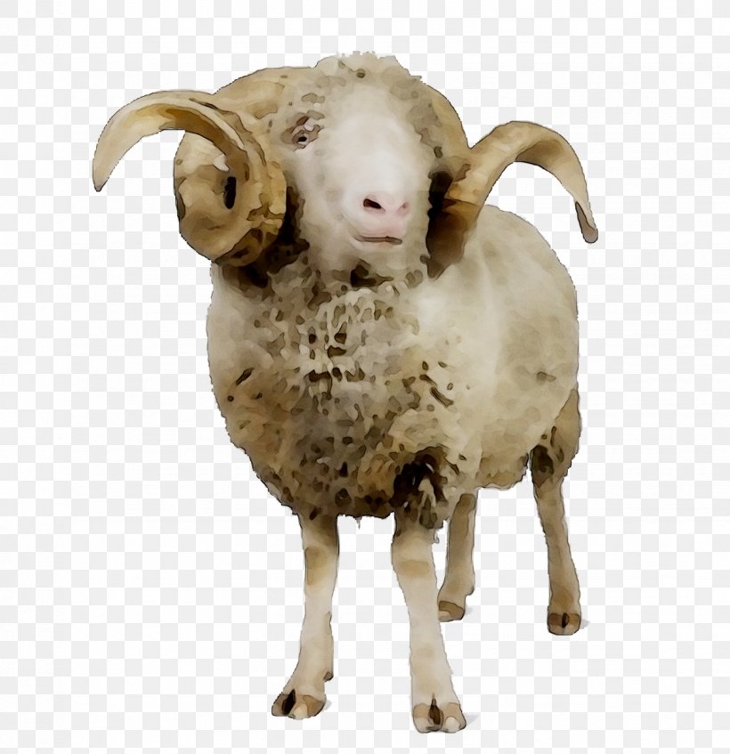 Sheep Argali Goat Terrestrial Animal Snout, PNG, 1428x1476px, Sheep, Animal, Animal Figure, Argali, Aries Download Free